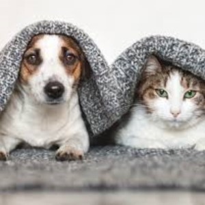 articles_by_registered_veterinarians_1.jpg