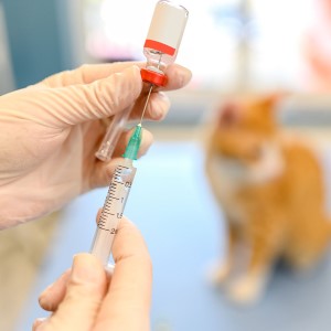 articles_by_registered_veterinarians_1.jpg